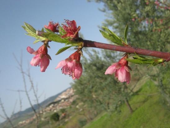 Name:  eftali.jpg
Views: 817
Size:  27.7 KB