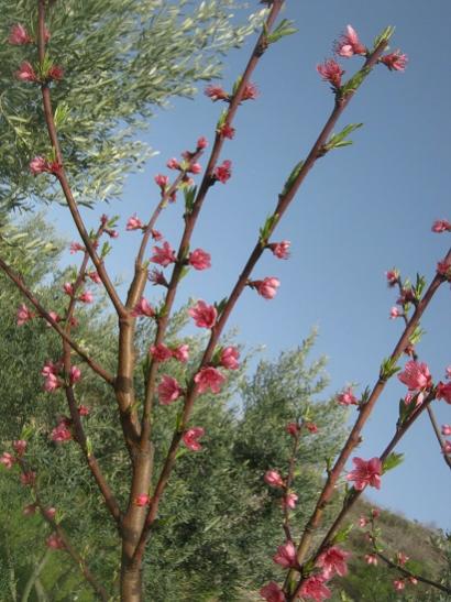 Name:  eftali1.jpg
Views: 835
Size:  45.2 KB