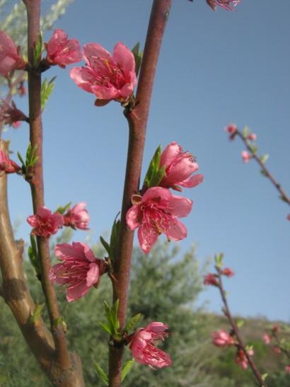 Name:  eftali2.jpg
Views: 1004
Size:  27.7 KB