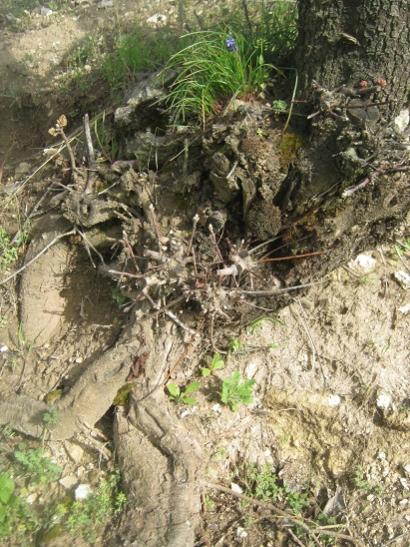 Name:  antep fstnn dibi.jpg
Views: 886
Size:  64.6 KB