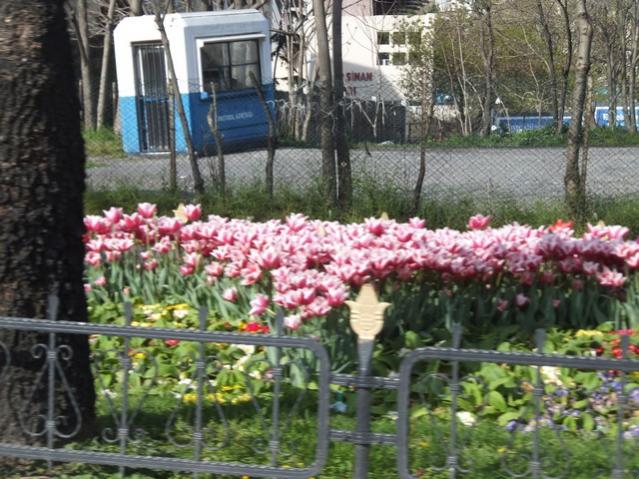 Name:  DSCF3033.jpg
Views: 369
Size:  67.8 KB