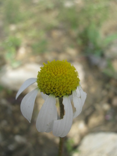 Name:  papatya.jpg
Views: 803
Size:  69.3 KB