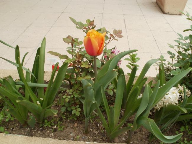 Name:  P1010064a.jpg
Views: 597
Size:  54.0 KB