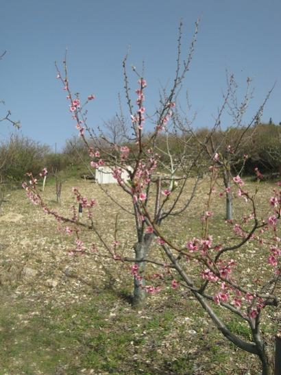 Name:  eftali.jpg
Views: 945
Size:  46.9 KB