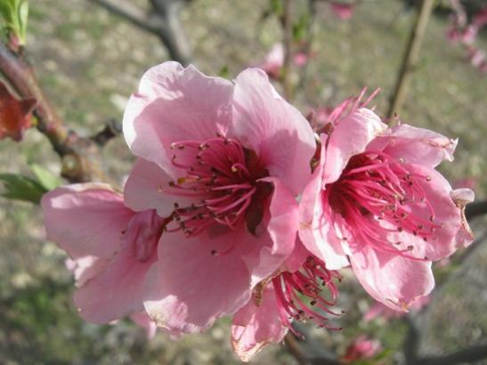 Name:  eftali1.jpg
Views: 908
Size:  31.3 KB