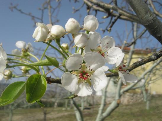 Name:  armut iek1.jpg
Views: 1136
Size:  31.6 KB