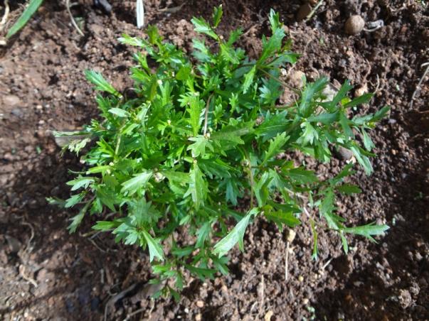 Name:  aster.jpg
Views: 1235
Size:  73.1 KB