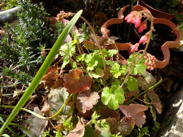 Name:  heuchera.jpg
Views: 1243
Size:  71.8 KB