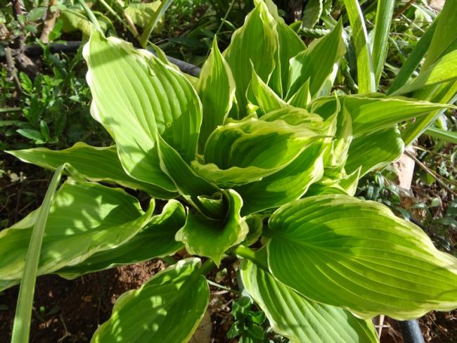Name:  hosta.jpg
Views: 1195
Size:  69.0 KB