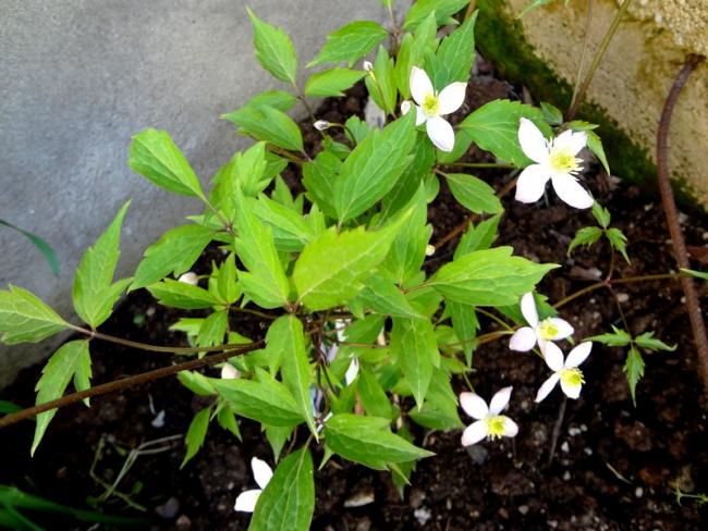 Name:  Montana spring.jpg
Views: 1201
Size:  59.6 KB
