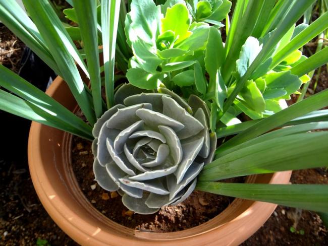 Name:  echeveria.jpg
Views: 1344
Size:  58.9 KB