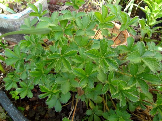 Name:  potentilla.jpg
Views: 1218
Size:  66.4 KB