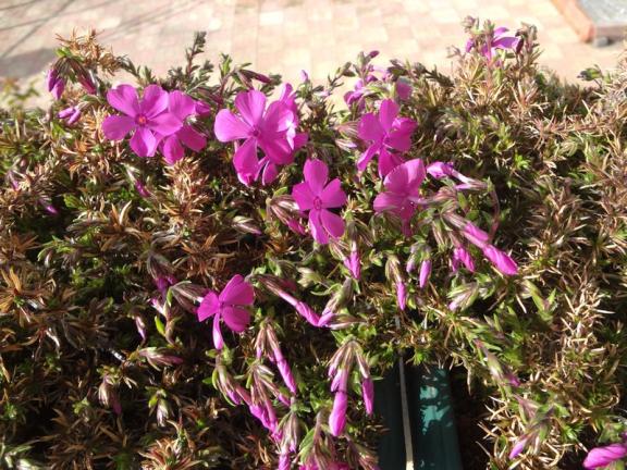 Name:  phlox.jpg
Views: 1236
Size:  72.7 KB