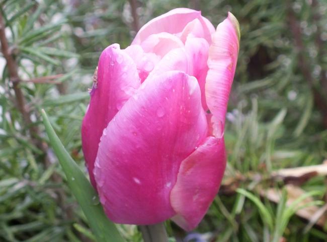 Name:  DSCF0217.jpg
Views: 482
Size:  37.3 KB