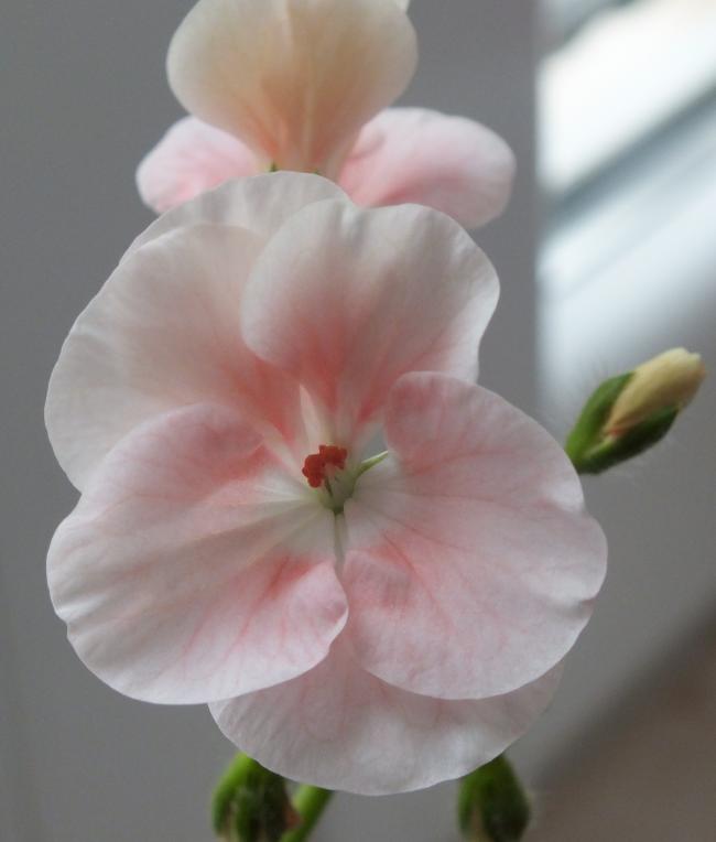 Name:  DSCF0203.jpg
Views: 492
Size:  30.0 KB