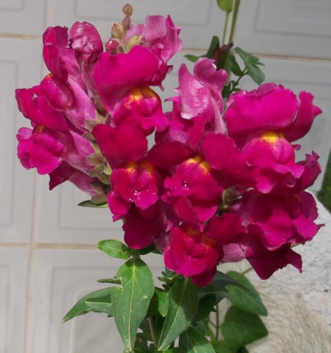 Name:  DSCF2755.jpg
Views: 754
Size:  50.5 KB