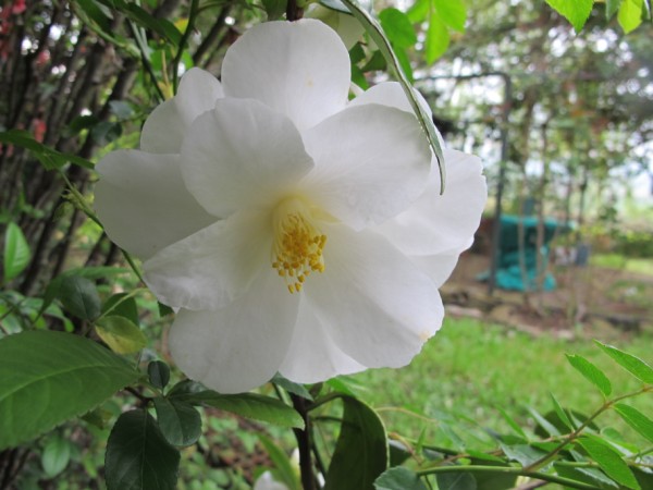 Name:  IMG_1221 (600 x 450).jpg
Views: 964
Size:  62.5 KB