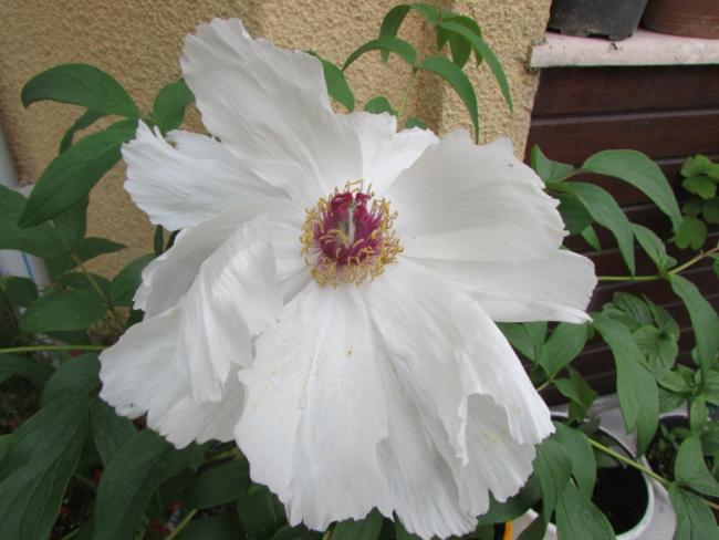 Name:  IMG_1483.jpg
Views: 454
Size:  40.0 KB
