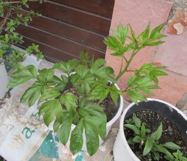 Name:  IMG_1485.jpg
Views: 489
Size:  61.1 KB