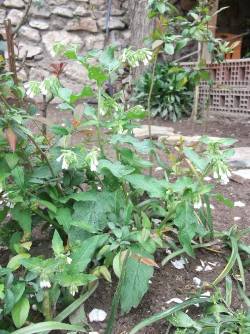 Name:  DSCF2502--.jpg
Views: 492
Size:  78.0 KB