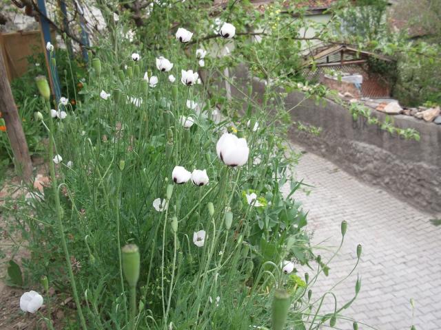 Name:  DSCF2531--.jpg
Views: 658
Size:  70.3 KB