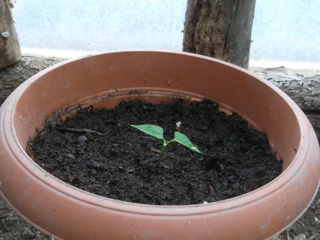 Name:  DSCF2508--.jpg
Views: 543
Size:  45.7 KB