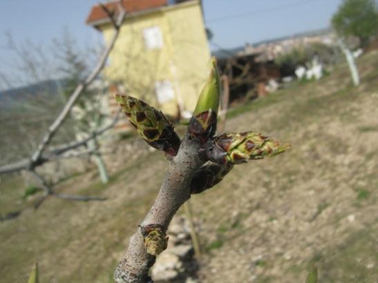 Name:  antep f..jpg
Views: 948
Size:  27.6 KB