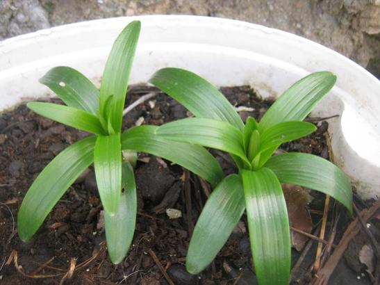 Name:  lilium.jpg
Views: 1209
Size:  35.6 KB