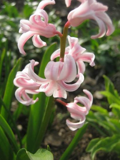 Name:  pembe smbl.jpg
Views: 1186
Size:  30.8 KB
