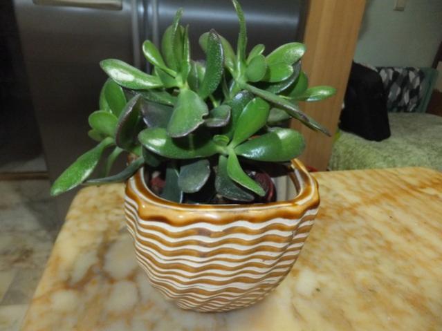 Name:  DSCF1406.jpg
Views: 218
Size:  38.4 KB