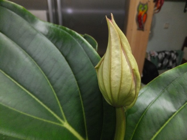 Name:  DSCF1411.jpg
Views: 190
Size:  63.3 KB