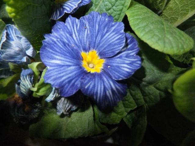 Name:  DSCF1418.jpg
Views: 217
Size:  41.6 KB