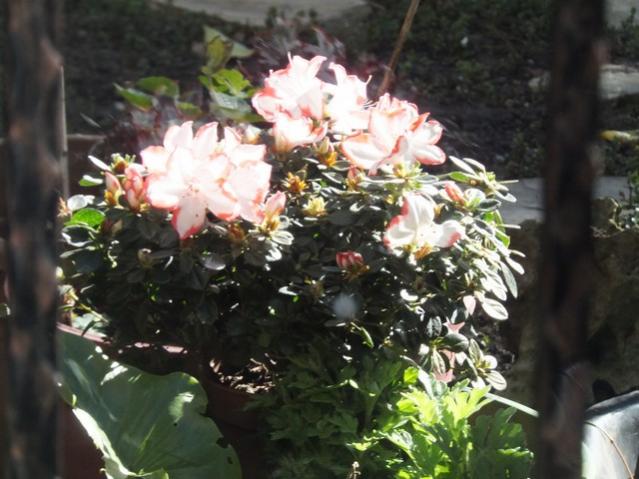 Name:  DSCF1478.jpg
Views: 203
Size:  48.7 KB