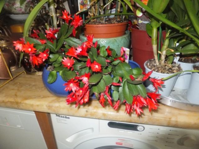 Name:  DSCF1528.jpg
Views: 356
Size:  51.7 KB