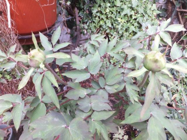 Name:  DSCF1886.jpg
Views: 349
Size:  63.2 KB