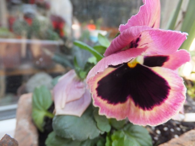 Name:  DSCF2073.jpg
Views: 320
Size:  64.1 KB