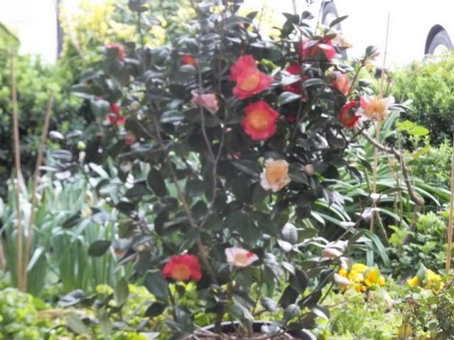 Name:  DSCF2097.jpg
Views: 294
Size:  59.1 KB