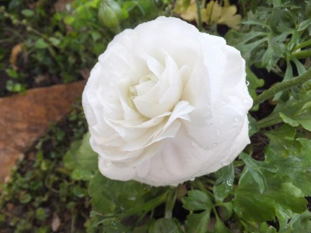 Name:  DSCF2115.jpg
Views: 291
Size:  35.4 KB