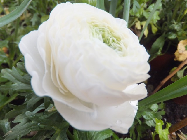 Name:  DSCF2116.jpg
Views: 325
Size:  66.5 KB