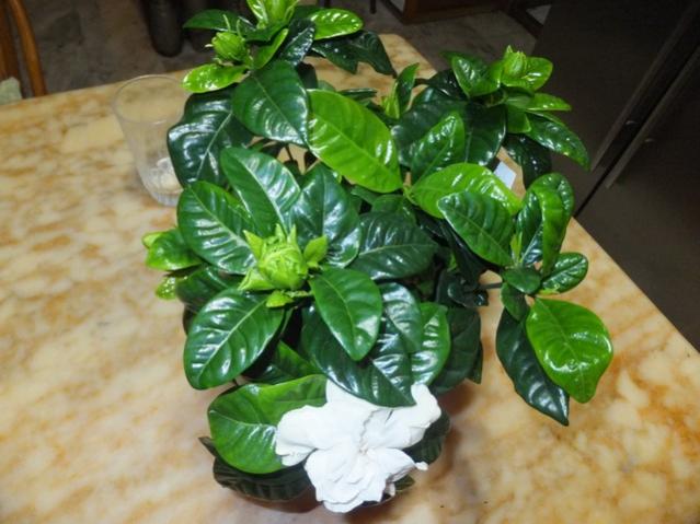 Name:  DSCF2134.jpg
Views: 317
Size:  47.0 KB