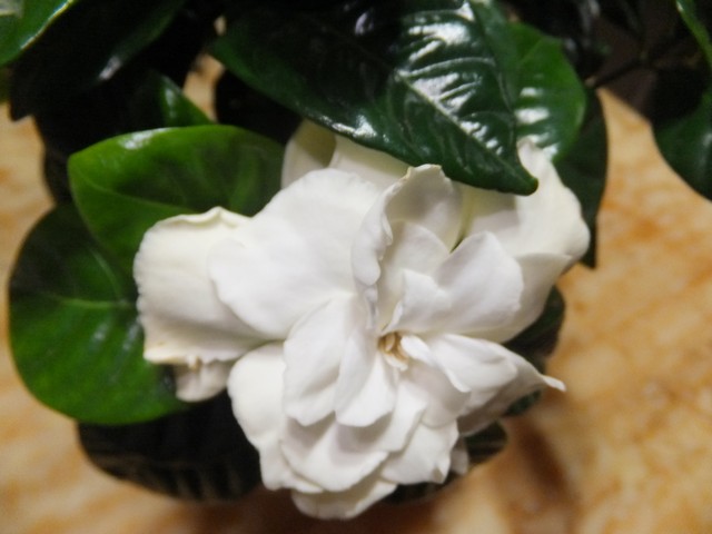 Name:  DSCF2135.jpg
Views: 284
Size:  59.9 KB