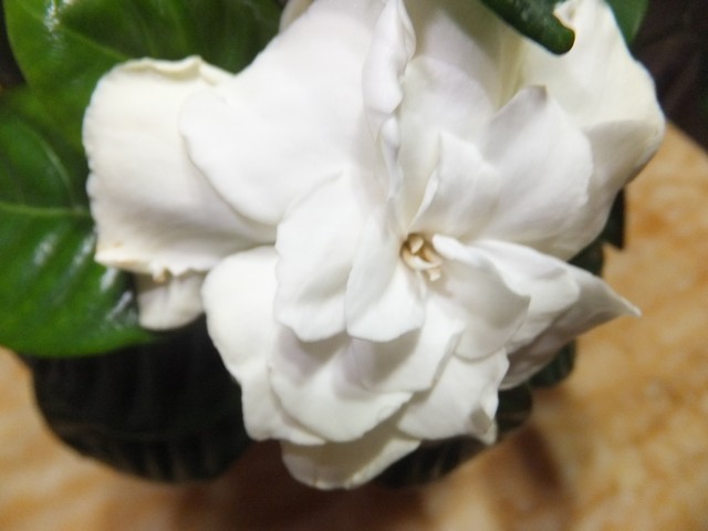 Name:  DSCF2139.jpg
Views: 292
Size:  53.6 KB