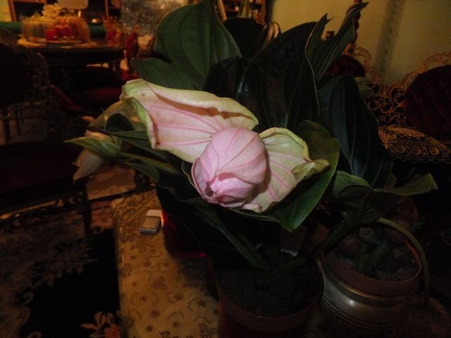 Name:  DSCF2142.jpg
Views: 244
Size:  69.3 KB