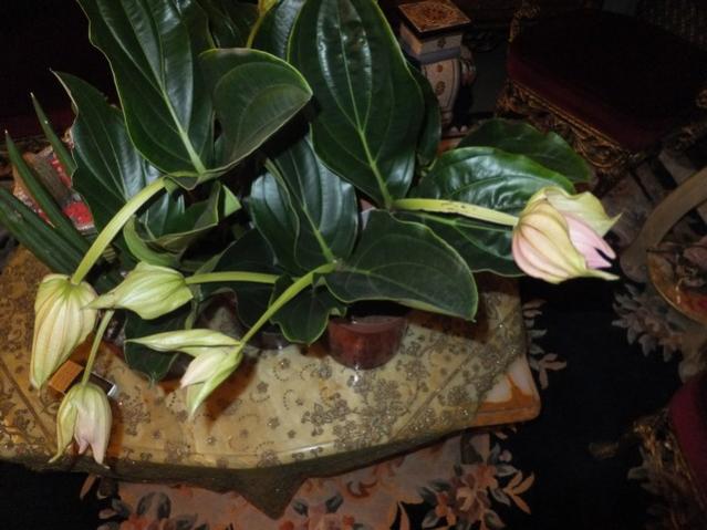 Name:  DSCF2143.jpg
Views: 246
Size:  44.8 KB