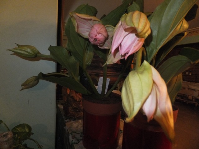 Name:  DSCF2148.jpg
Views: 245
Size:  68.3 KB