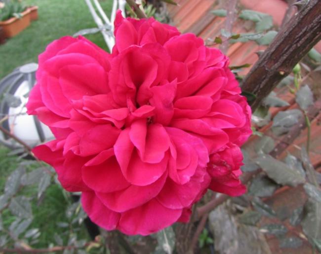 Name:  IMG_1361.jpg
Views: 451
Size:  41.4 KB