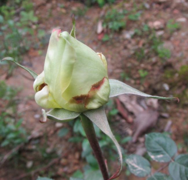 Name:  IMG_1995.jpg
Views: 409
Size:  40.4 KB