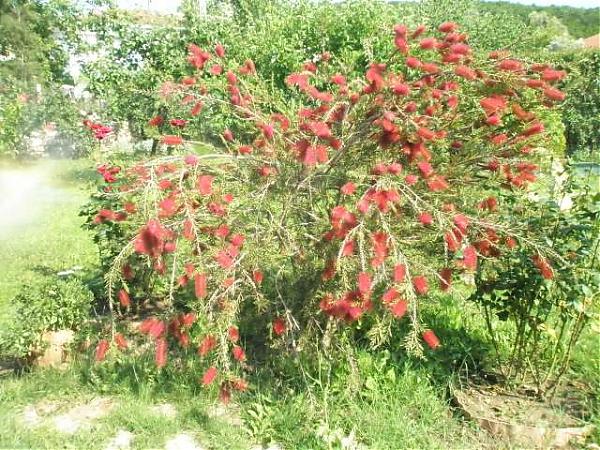Name:  yeni resimler 039.jpg
Views: 2380
Size:  94.2 KB
