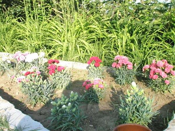 Name:  yeni resimler 052.jpg
Views: 2194
Size:  89.4 KB