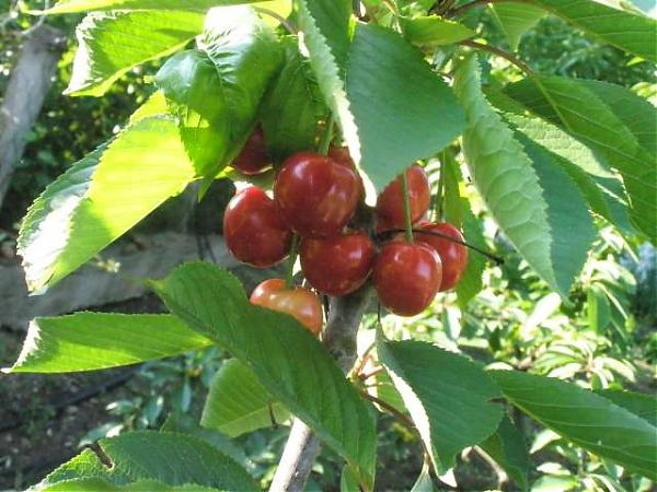 Name:  yeni resimler 064.jpg
Views: 1797
Size:  52.9 KB